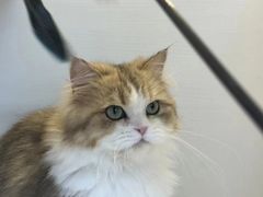 -十月米努特矮脚猫舍