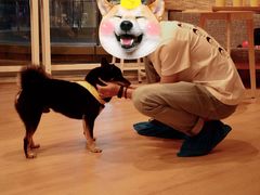 -南京Hallo宠物乐园·哈罗犬舍·柴犬繁育基地