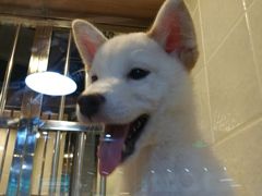 -1013 PET SHOP 宠物商店(近铁城市广场店)
