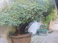 -乌镇东栅景区-茅盾故居