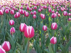 -长春公园(普阳街道)