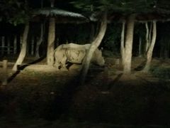 -清迈夜间动物园