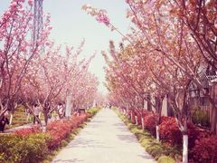 高东镇樱花园-高东镇樱花园