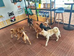 -柴犬高等学院·狗咖·柴犬售卖·宠物训练