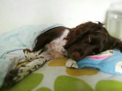 -瑞派·关忠动物医院·异宠专科·犬猫肿瘤·皮肤专科(望京店)