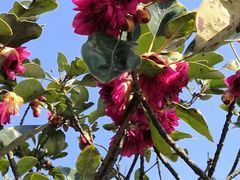 -梧桐山风景名胜区