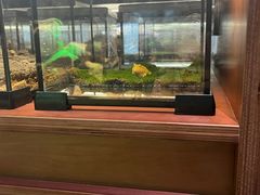 -帕帕拉兹宠物(亚洲旗舰店)