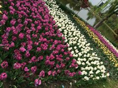 上海鲜花港-上海鲜花港