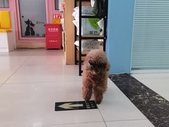 -全心全意连锁动物医院·微创中心·内科急重症·心脏专科(丰管路店)