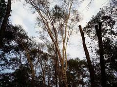 -南宁良凤江国家森林公园