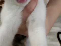 -楼上猫咖(罗湖店)