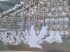 -皇鸽餐厅(龙塘店)