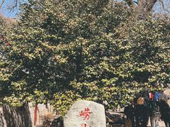-青岛崂山太清宫