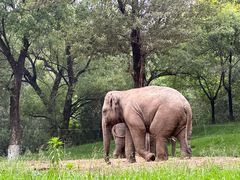 -北京野生动物园