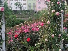 -大塘金香草谷
