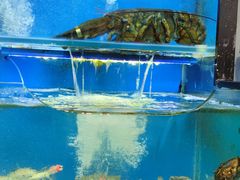 -老东镇啤酒屋海鲜加工·蒸汽海鲜·海鲜烧烤(台东店)
