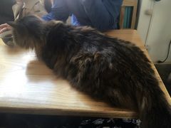 -Anne猫窝咖啡屋