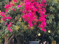 -光明刘冰乳鸽店(光明法政北路店)