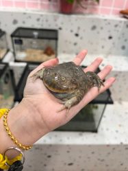 -Moni星球萌宠·小马宝莉·灵蛇·高端高阶全萌宠互动体验俱乐部(红豆国际广场店)