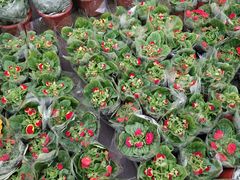 -龙大花卉苗木市场