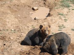 -青藏高原野生动物园