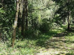 -大浪坝森林公园