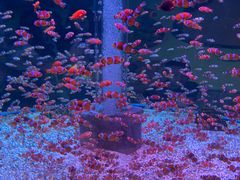 -海合安成都极地海洋公园
