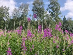 -塞罕坝国家级自然保护区