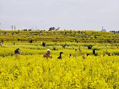 -三圣花乡旅游区