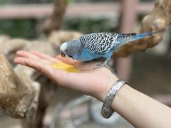 -南宫五洲植物乐园