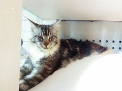 -瞄一喵猫咖(格力海岸店)