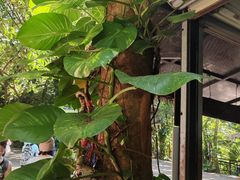 -呀诺达热带雨林
