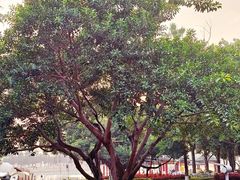 -集美学村
