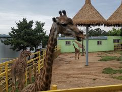 -西霞口神雕山野生动物世界