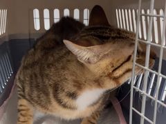 -瑞派康怡24h宠物医院·犬猫医疗中心·微创绝育(瑞景分院)