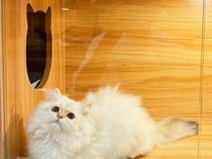 -猫十亿·布偶金渐层·曼基康矮脚猫舍(青年路店)