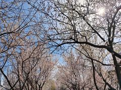 -桃花堤公园