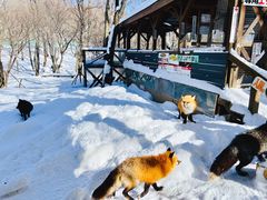 -宫城藏王狐狸村