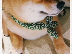-逗柴咖啡屋·狗咖猫咖宠物桌游