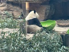 -石家庄市动物园