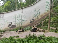 -中国大熊猫保护研究中心雅安碧峰峡基地