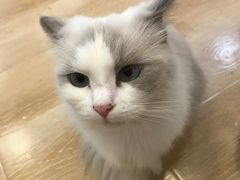 -猫咪派对(江南西店)