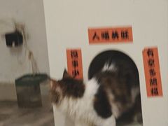 -楼上猫咖(罗湖店)