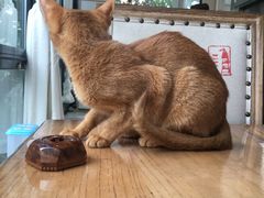 -猫小院猫主题咖啡厅(北锣店)