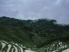 -紫鹊界梯田景区