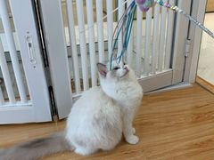 -momokira米努特·德文卷毛猫·棉花面纱犬