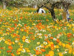 -名花谷生态庄园