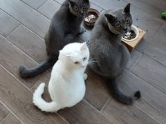 -北京赛佳动物医院