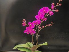 -双季花艺园艺市场(浦东店)