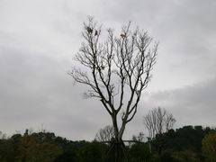 -飞凤山奥体公园